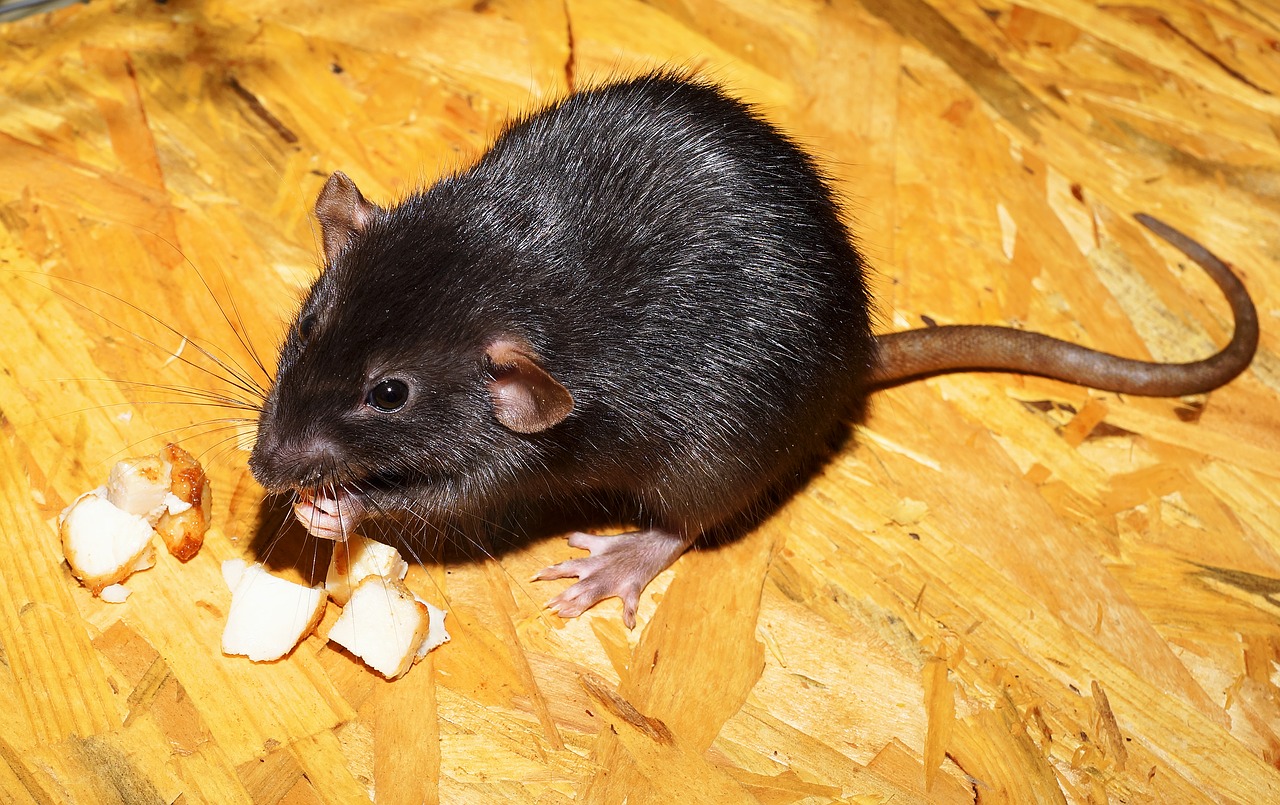newsimgupload/Was tun bei Mäusen, Ratten und Ungeziefer.jpg